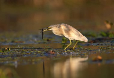 squacco heron (Ardeola ralloides) yumuşak sabah ışığında filme kış tüyleri. Gagasında yakalanan avını tutuyor- büyük bir loach. Sıradışı açı ve yakın çekim fotoğraf