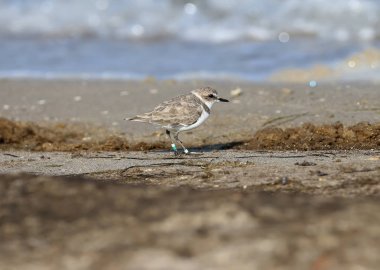Birkaç halkalı bacaklı kış tüylerinde dişi Kentish yağmurucu (Charadrius alexandrinus)