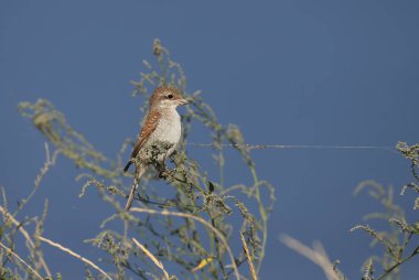 genç kırmızı sırtlı örümcek kuşu (Lanius collurio) mavi bir gökyüzüne karşı ince çim bir çalı üzerinde oturur. Olağandışı web iş parçacığı bir bağlı kuş gibi görünüyor