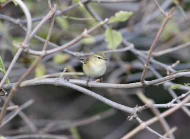 Yaygın chiffchaff (Phylloscopus collybita) mavi gökyüzüne karşı bir dalda otururken filme alınmıştır.