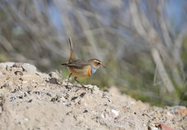 Erkek mavi boğaz (Luscinia svecica) kış tüylerinde bitki dallarında filme çekilir ve yerde yakın plan çekilir.
