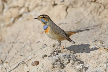 Erkek mavi boğaz (Luscinia svecica) kış tüylerinde bitki dallarında filme çekilir ve yerde yakın plan çekilir.