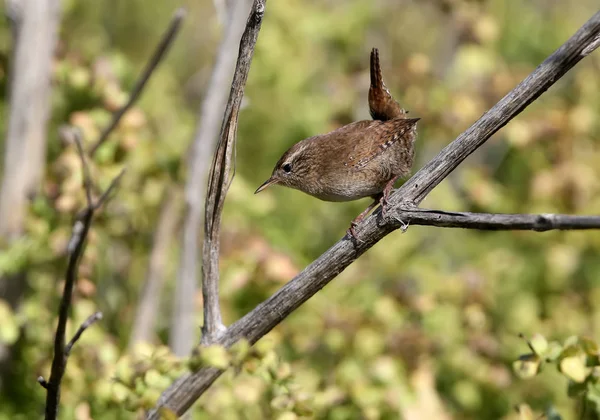 Troglodyte Eurasie Troglodytes Troglodytes Filmé Sur Une Branche Arbre Sec — Photo