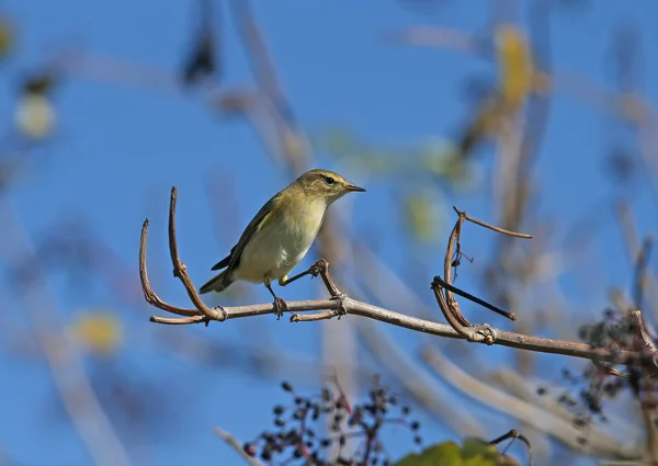 Den Gemensamma Chiffchaff Phylloscopus Collybita Filmade Sitter Gren Mot Blå — Stockfoto