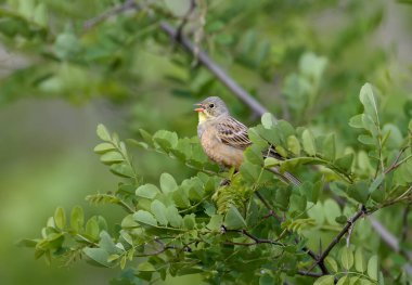 Bright and colorful photo of an ortolan bunting male in breeding plumage sits on tree branches among bright green leaves clipart