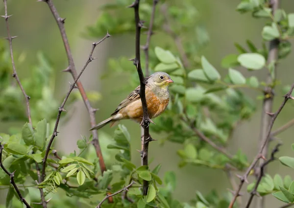 Foto Brillante Colorida Macho Ortolano Plumaje Reproductivo Sentado Ramas Árboles — Foto de Stock