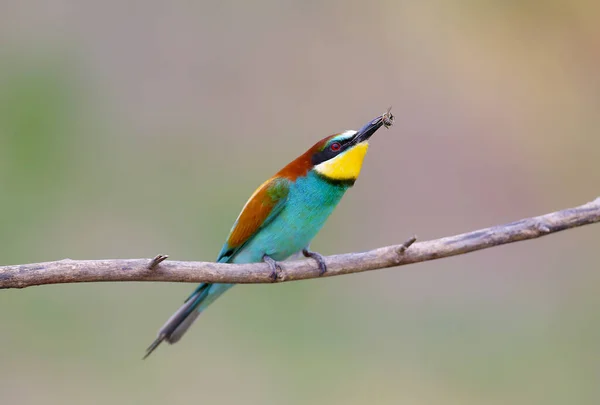 Bee Eater Filmado Ramas Sobre Hermoso Fondo Borroso Primer Plano — Foto de Stock