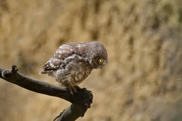 Volwassenen Jonge Uiltjes Athene Noctua Worden Bij Het Nest Gefotografeerd — Stockfoto