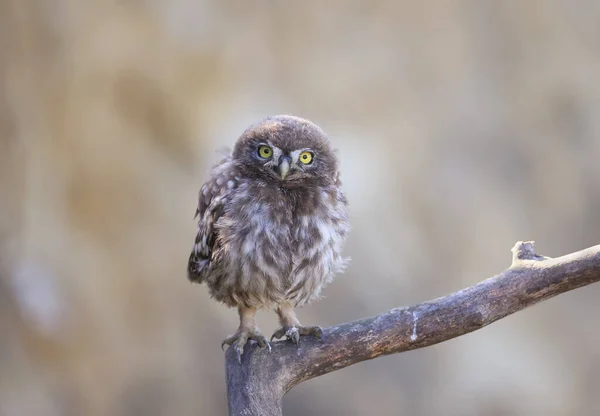 Volwassenen Jonge Uiltjes Athene Noctua Worden Bij Het Nest Gefotografeerd — Stockfoto