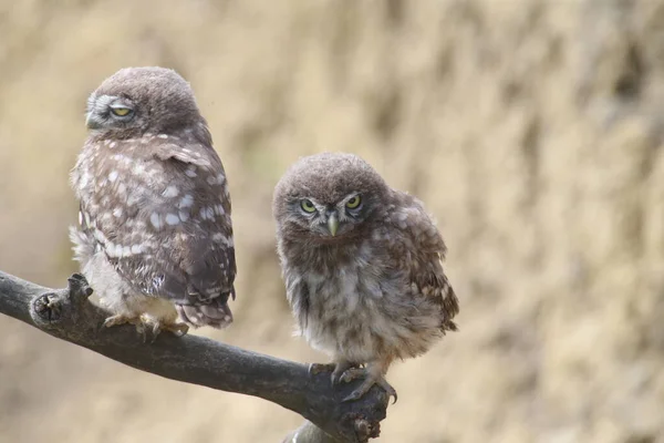 Ενήλικες Και Νεαρές Κουκουβάγιες Athene Noctua Φωτογραφίζονται Κοντά Στη Φωλιά — Φωτογραφία Αρχείου