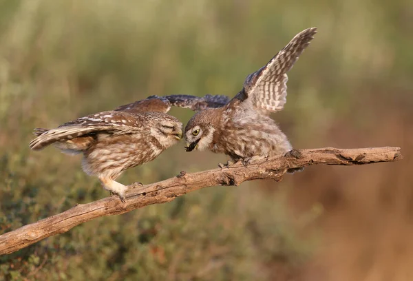 Erwachsene Vögel Und Kleine Eulenküken Athene Noctua Werden Aus Nächster — Stockfoto