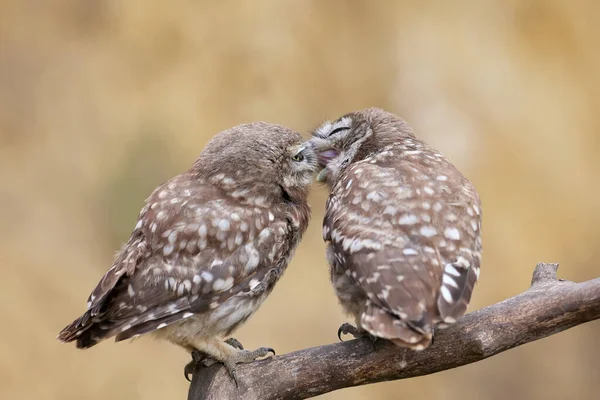 Adult Birds Little Owl Chicks Athene Noctua Photographed Close Range — Stock Photo, Image