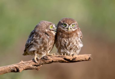 Yetişkin kuşlar ve küçük baykuş yavruları (Athene noctua) yakın mesafeden bulanık bir arkaplanda fotoğraflanırlar..