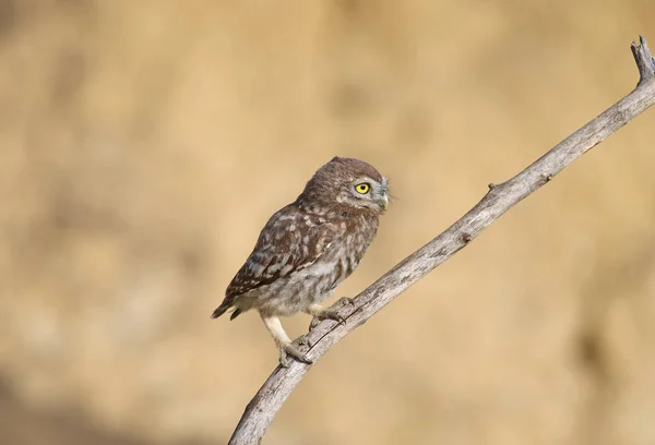 Adult Birds Little Owl Chicks Athene Noctua Photographed Close Range — Stock Photo, Image