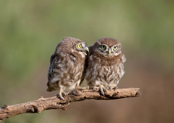 Vuxna Fåglar Och Små Uggla Kycklingar Athene Noctua Fotograferas Nära — Stockfoto