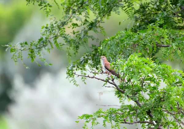 Female Common Cuckoo Cuculus Canorus Unusual Brown Color Photographed Bright — Stock Photo, Image