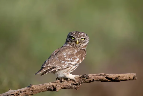 Взрослые Птицы Птенцы Совы Athene Noctua Фотографируются Близкого Расстояния Размытом — стоковое фото