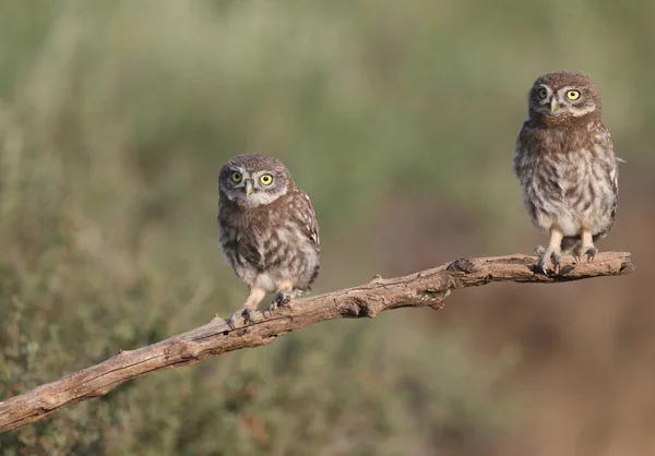 Vuxna Fåglar Och Små Uggla Kycklingar Athene Noctua Fotograferas Nära — Stockfoto