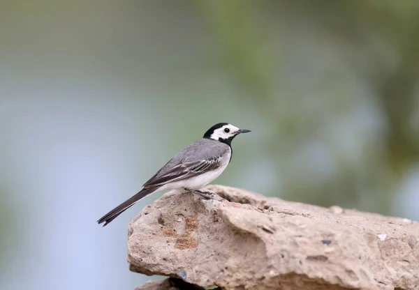 Jongeren Volwassenen White Vagail Motacilla Alba Fotografeerde Grond Diverse Objecten — Stockfoto