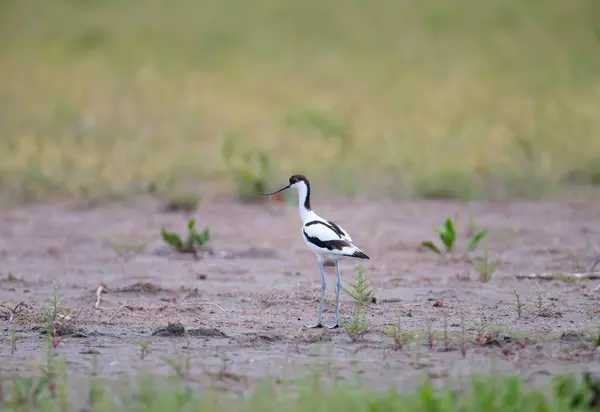 Avocat Pied Recurvirostra Avosetta Photographié Dans Habitat Naturel Dans Eau — Photo