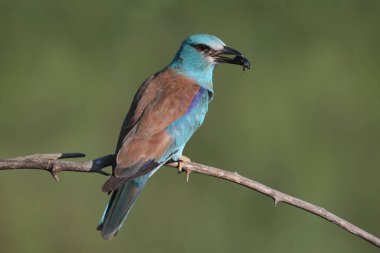 Avrupa patencisi (Coracias garrulus), gagasında büyük siyah bir böcek ve bir kertenkele ile yakın planda fotoğraflanmıştır..