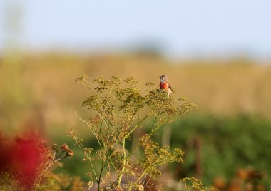 Parlak bir erkek Linnet, yumuşak bir sabah ışığında tarla çimlerinin üzerinde güzel bulanık bir arka planda fotoğraflanır.