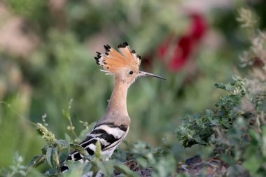 Bir Avrasya Hupoesi (Upupa epops) parlak kırmızı mallow çiçeklerinin güzel bir arka planına yakın plan çekilir.