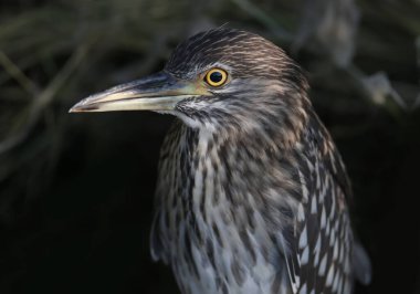 Genç siyah taçlı gece balıkçıl (Nycticorax nycticorax) yakın mesafeden çok yakından çekilir. Kuşun tüylerinin tanımlama işaretleri ve ayrıntıları açıkça görülebilir.