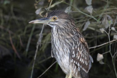 Genç siyah taçlı gece balıkçıl (Nycticorax nycticorax) yakın mesafeden çok yakından çekilir. Kuşun tüylerinin tanımlama işaretleri ve ayrıntıları açıkça görülebilir.