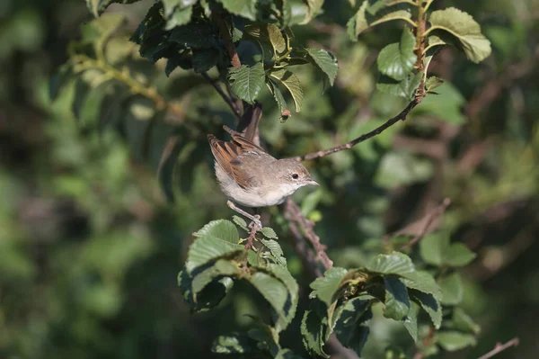 Garganta Blanca Común Joven Sylvia Communis Fotografiada Ramas Árboles Con — Foto de Stock