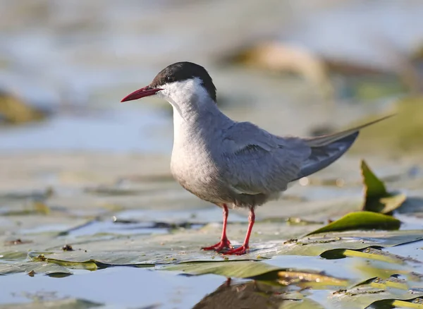 Bıyıklı deniz feneri (Chlidonias hybrida) doğmakta olan güneşin yumuşak sabah ışığında yuvalarının yakınında yakın plan çekimleri yapılmaktadır. Yumurtalar yuvalarda görünür.