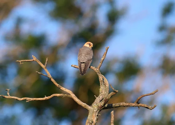 Ung Rödfotad Falk Fotograferad Närbild Mjukt Kvällsljus Mängd Poser Torra — Stockfoto