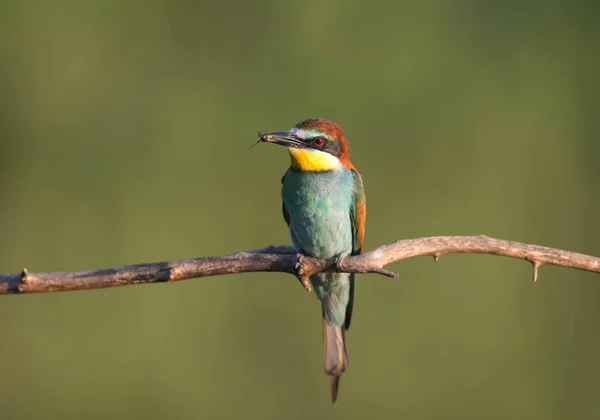 Europeisk Biätare Fotograferas Med Stora Insekter Näbben Mjukt Morgonljus Och — Stockfoto