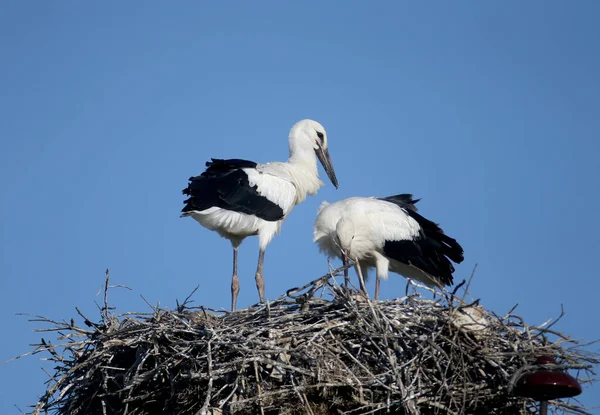 白いコウノトリの2匹の大きな雛が巣の近くで撮影されています 珍しい角度と雛のポーズは非常に魅力的でエキゾチックです — ストック写真