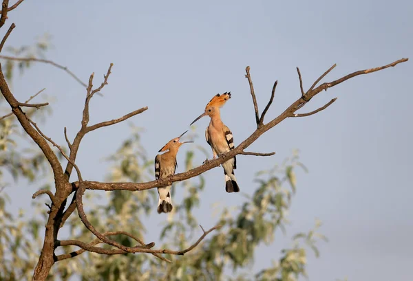 Young Adult Eurasian Hoopoe Upupa Epops Photographed Together Tree Branch — Stock Photo, Image