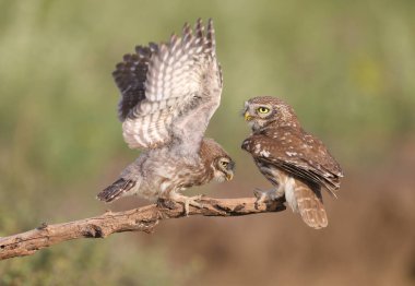 Yetişkin kuşlar ve küçük baykuş yavruları (Athene noctua) yakın mesafeden bulanık bir arkaplanda fotoğraflanırlar. Yavruları büyük siyah böcekler ve kertenkelelerle besleme sahneleri çok etkileyici ve sıradışıdır.. 