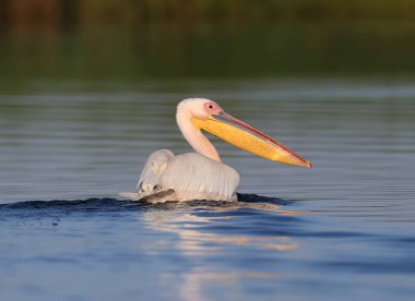 Büyük beyaz pelikan (Pelecanus onocrotalus), sabahın erken saatlerinde yumuşak güneş ışığında yakın planda fotoğraflanmıştır.