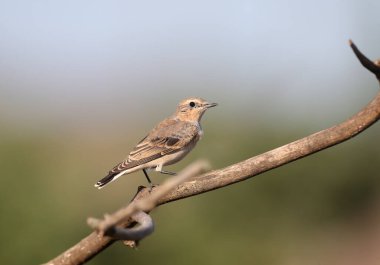 Kuzey Wheatear (Oenanthe oenanthe) yumuşak sabah ışığı ve bulanık arka planda çok yakından çekilir. Renk ayrıntıları ve kimlik işaretleri açıkça görülüyor