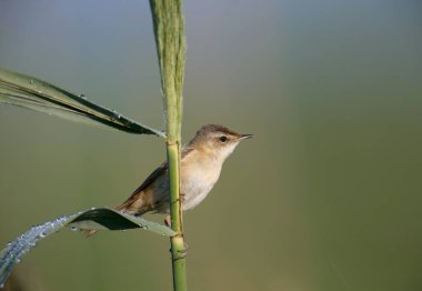 Paddyfield çalı bülbülü (Acrocephalus agricola) alışılmadık bir arka plan karşısında çok yakından fotoğraflanır. Yumuşak sabah ışığı kuşun tüylerinin ve alışkanlıklarının detaylarını vurgular.