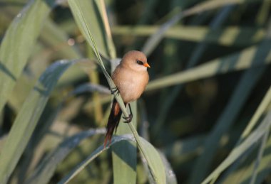 A young bearded reedling, also known as bearded tit (Panurus biarmicus), is photographed close-up in its natural habitat in the soft morning light of the golden hour against an unusual background.