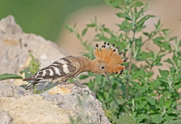 One Eurasian Hoopoe Upupa Epop Fotografován Zblízka Krásném Pozadí — Stock fotografie