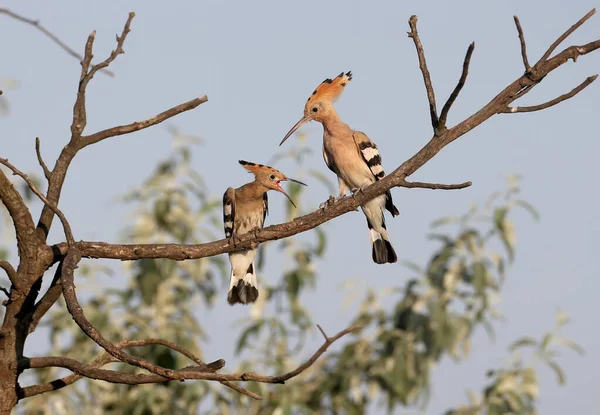 Young Adult Eurasian Hoopoe Upupa Epops Photographed Together Tree Branch — Stock Photo, Image