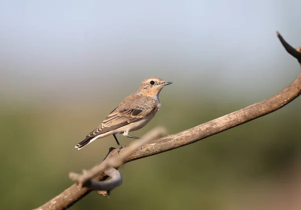 Noordelijke Tarwepeer Oenanthe Oenanthe Wordt Zeer Close Gefotografeerd Zacht Ochtendlicht — Stockfoto