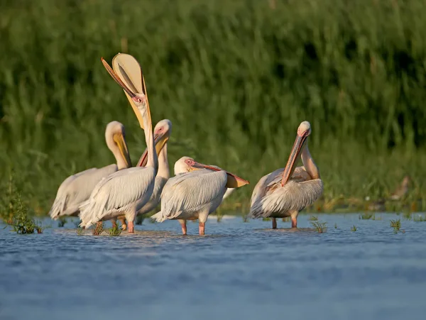 Singles Und Gruppen Von Weißpelikanen Pelecanus Onocrotalus Werden Blauen Wasser — Stockfoto