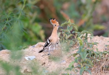 Bir Avrasya Hupoesi (Upupa epops) güzel bir arka planda yakın plan çekilir.