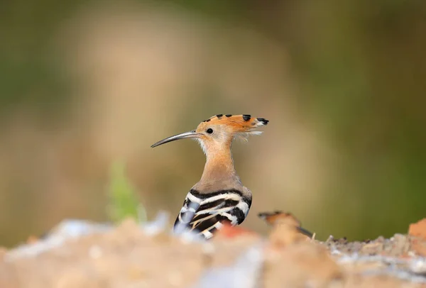 Einzel Und Gruppenaufnahmen Von Amazing Eurasian Wiedehopf Upupa Epops Vögel — Stockfoto