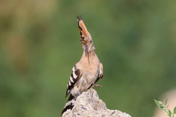 Één Euraziatische Hoopoe Upupa Epops Van Dichtbij Gefotografeerd Tegen Een — Stockfoto