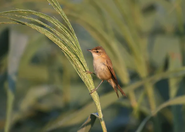 Паддифильдская Камышовка Acrocephalus Agricola Сфотографирована Близко Необычном Фоне Мягкий Утренний — стоковое фото