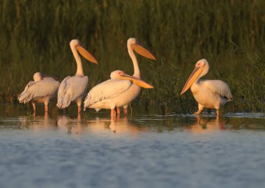 Büyük beyaz pelikan (Pelecanus onocrotalus) tekli ve grupları, yumuşak akşam ışığında yeşil su bitkisinin bir zeminine karşı mavi suda dururken fotoğraflanır..