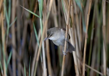 Yalnız bir sazlık bülbülü (Acrocephalus arundinaceus) doğal ortamında çok yakından fotoğraflanmıştır.